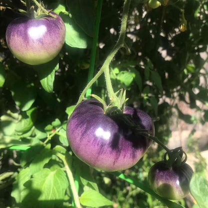 Green Purple Tomato Seeds