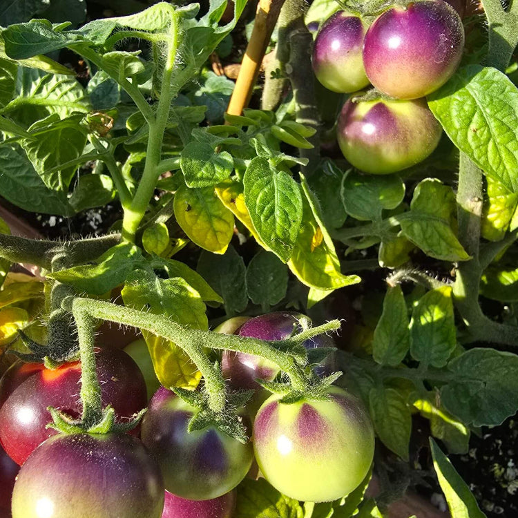 Green Purple Tomato Seeds