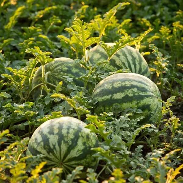 Green Purple Watermelon Seeds