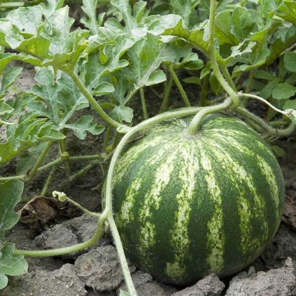 Green Purple Watermelon Seeds