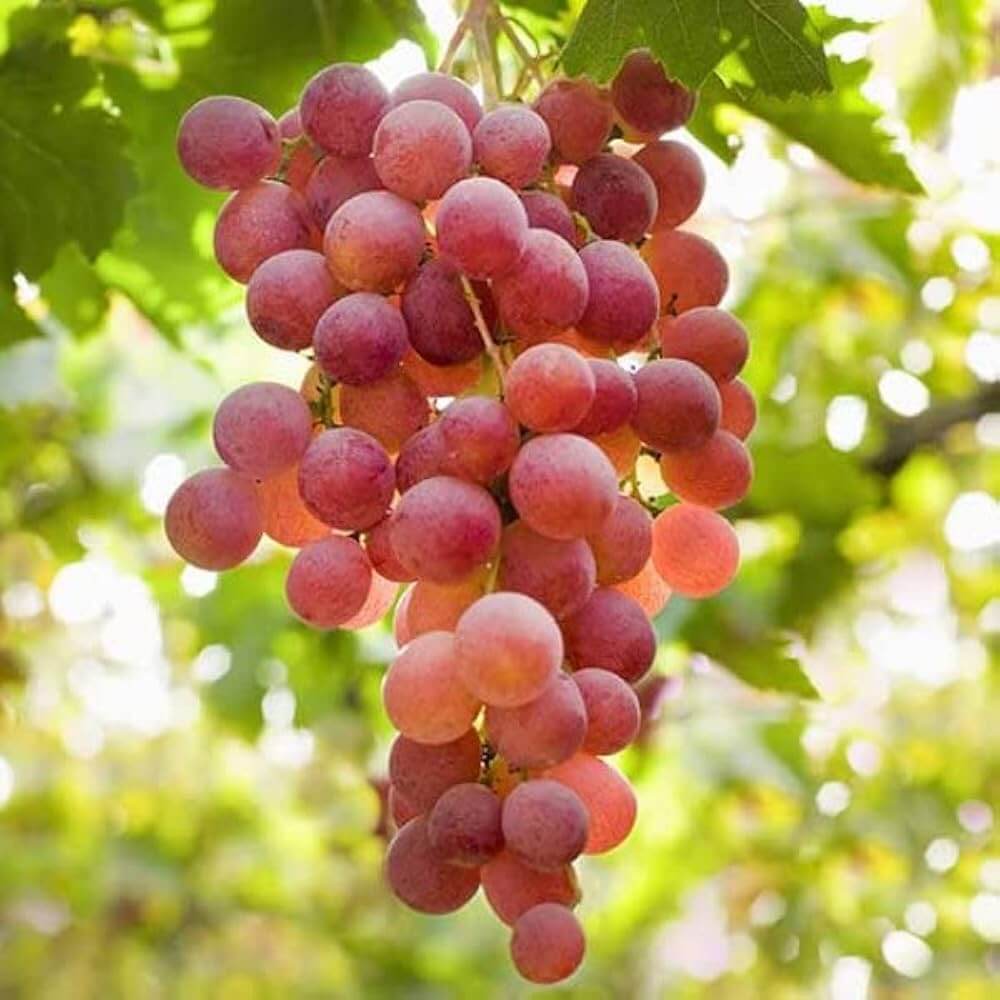 Green Red Grape Seeds 