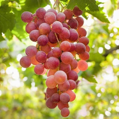 Green Red Grape Seeds 
