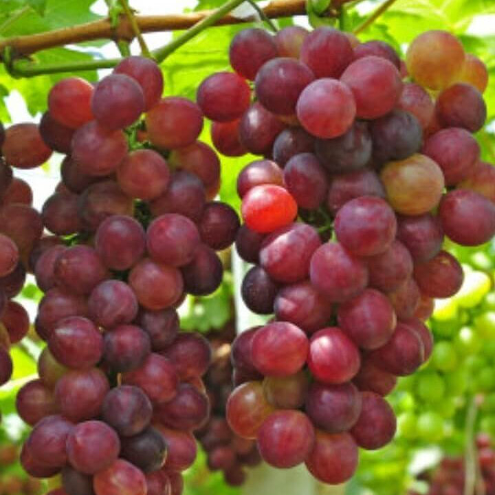 Green Red Grape Seeds 