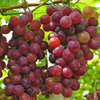 Green Red Grape Seeds 