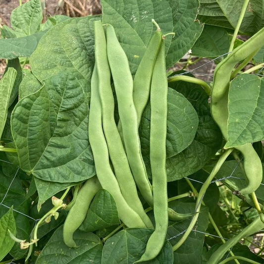 Green Romano Pole Bean Seeds