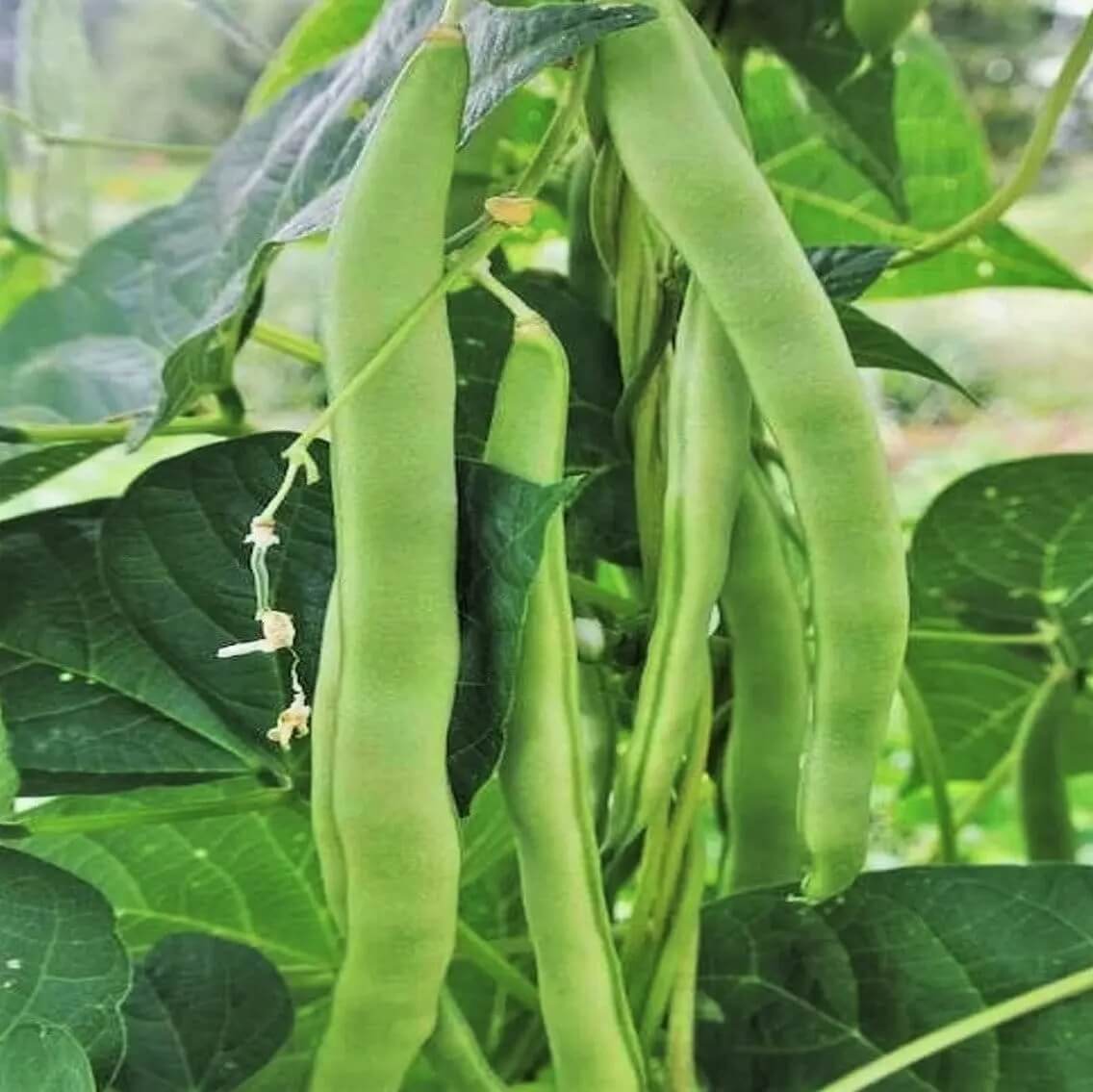 Green Romano Pole Bean Seeds