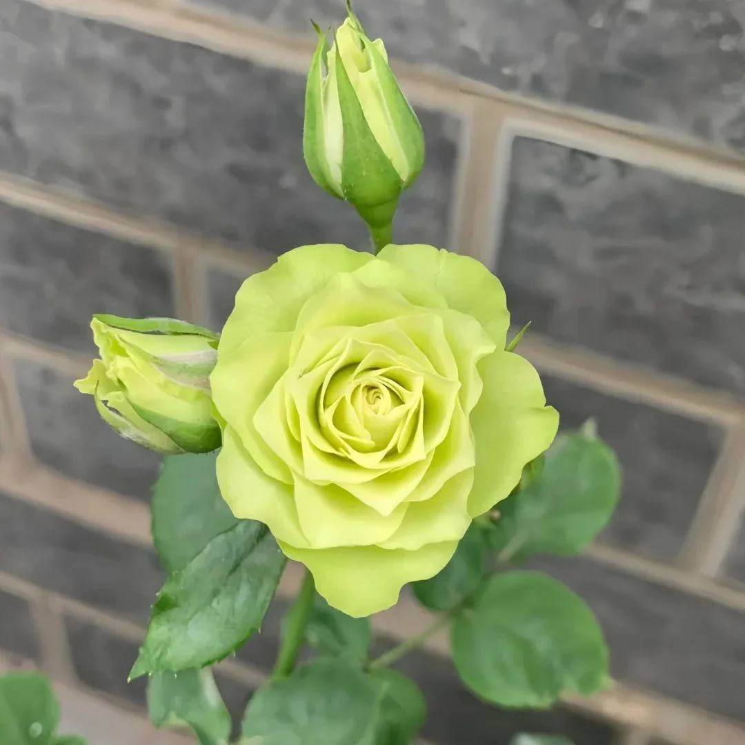 Green Rose Seeds - Heirloom Flower Plant for Home Gardens