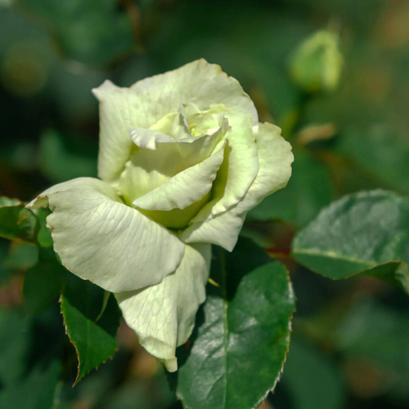 Green Rose Seeds - Heirloom Flower Plant for Home Gardens