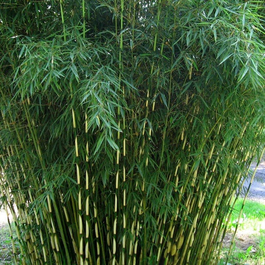 Green Screen Bamboo seeds - Flower Plant