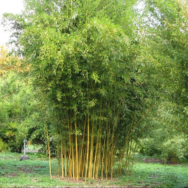Green Screen Bamboo seeds - Flower Plant