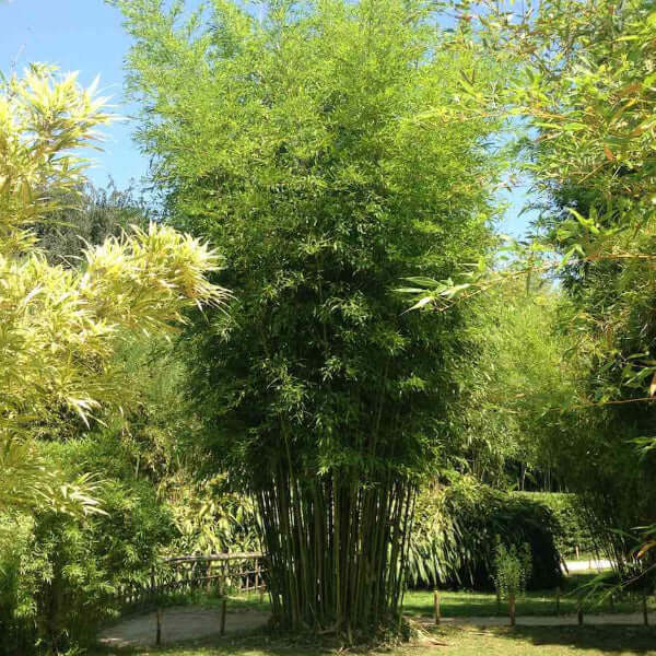 Green Screen Bamboo seeds - Flower Plant