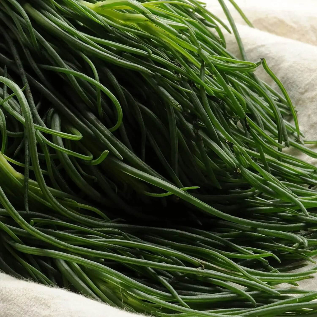 Green Seaweed Seeds