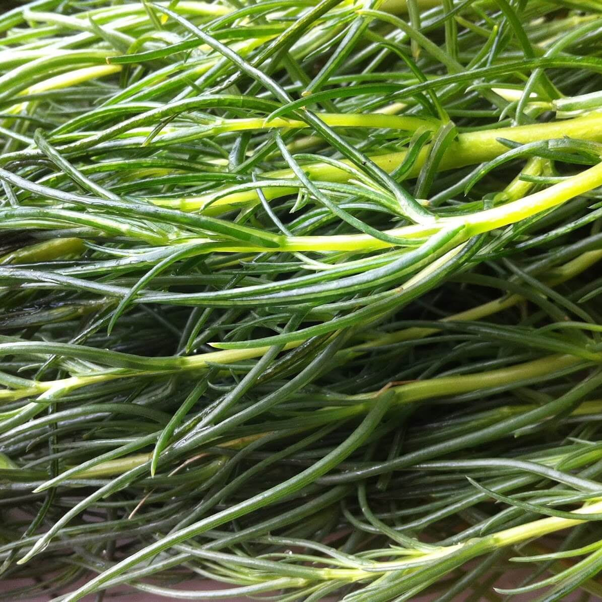 Green Seaweed Seeds