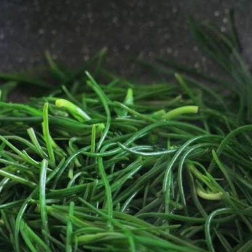 Green Seaweed Seeds