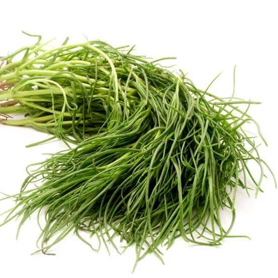 Green Seaweed Seeds