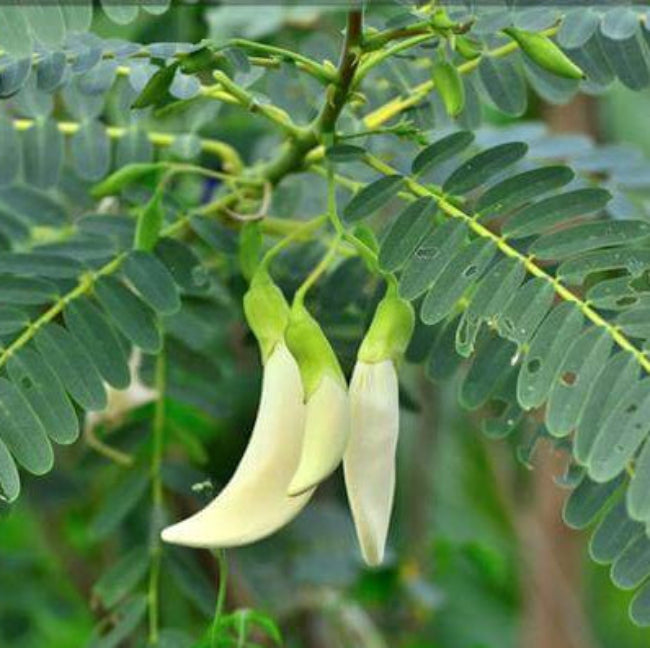 Green Sesbania Grandiflora Seeds
