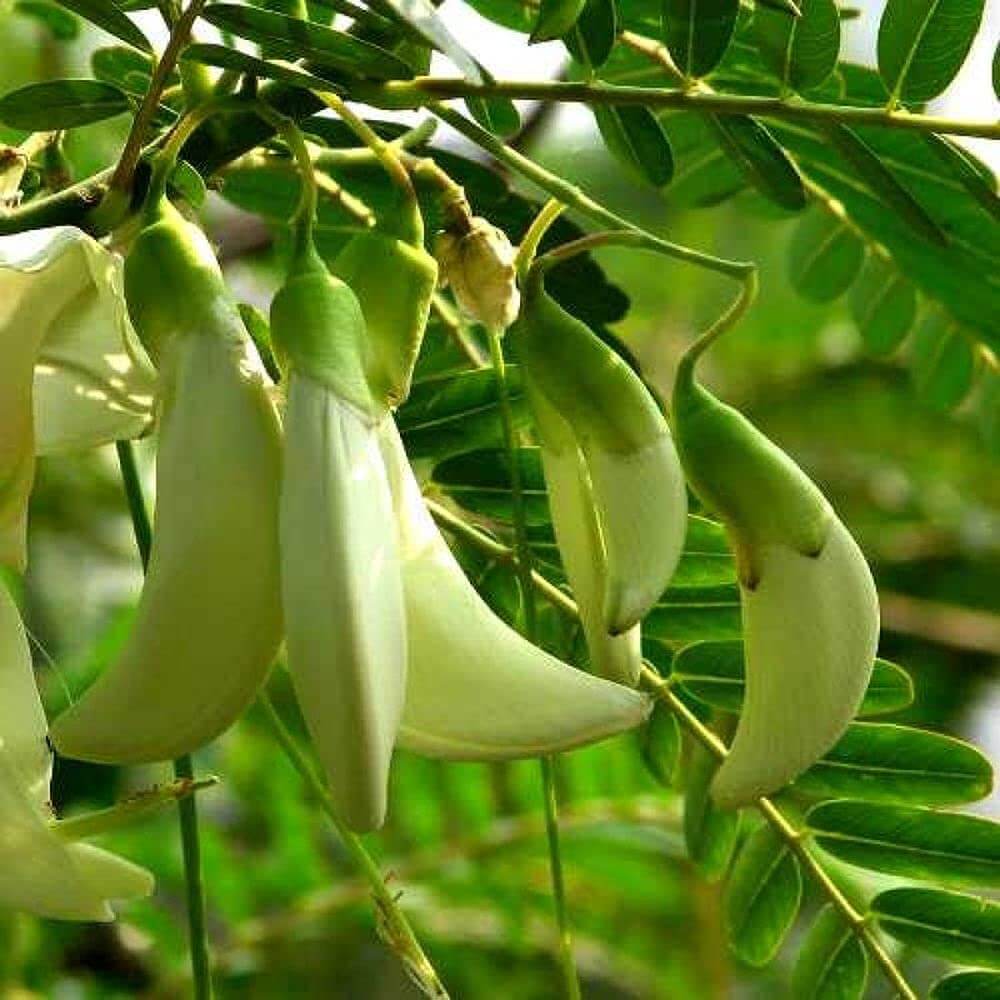 Green Sesbania Grandiflora Seeds