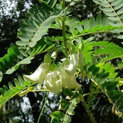 Green Sesbania Grandiflora Seeds