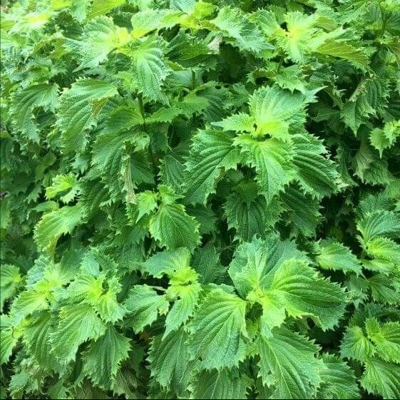 Green Shiso Seeds 