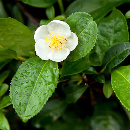 Green Sinensis Camellia Seeds