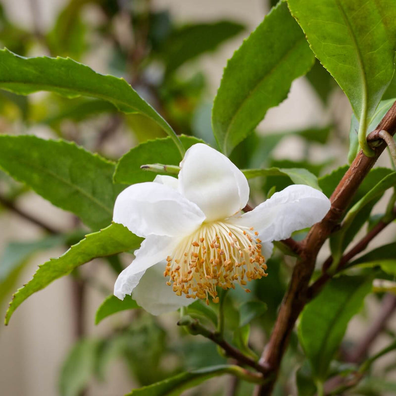 Green Sinensis Camellia Seeds