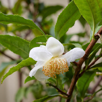 Green Sinensis Camellia Seeds