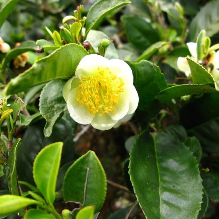Green Sinensis Camellia Seeds