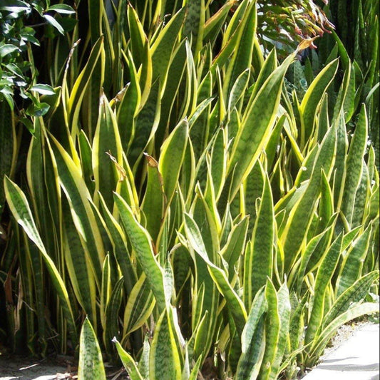 Green Snake Plant Seeds