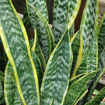 Green Snake Plant Seeds