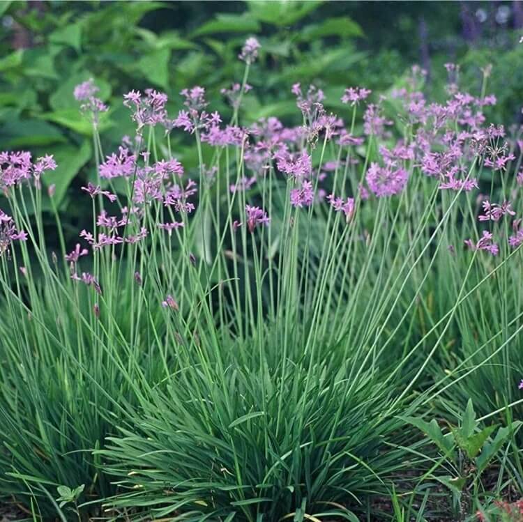 Green Society Garlic Seeds