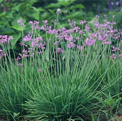 Green Society Garlic Seeds