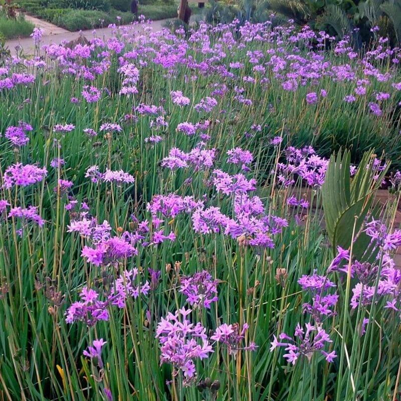 Green Society Garlic Seeds