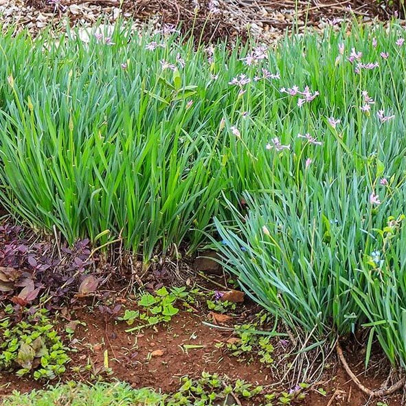 Green Society Garlic Seeds