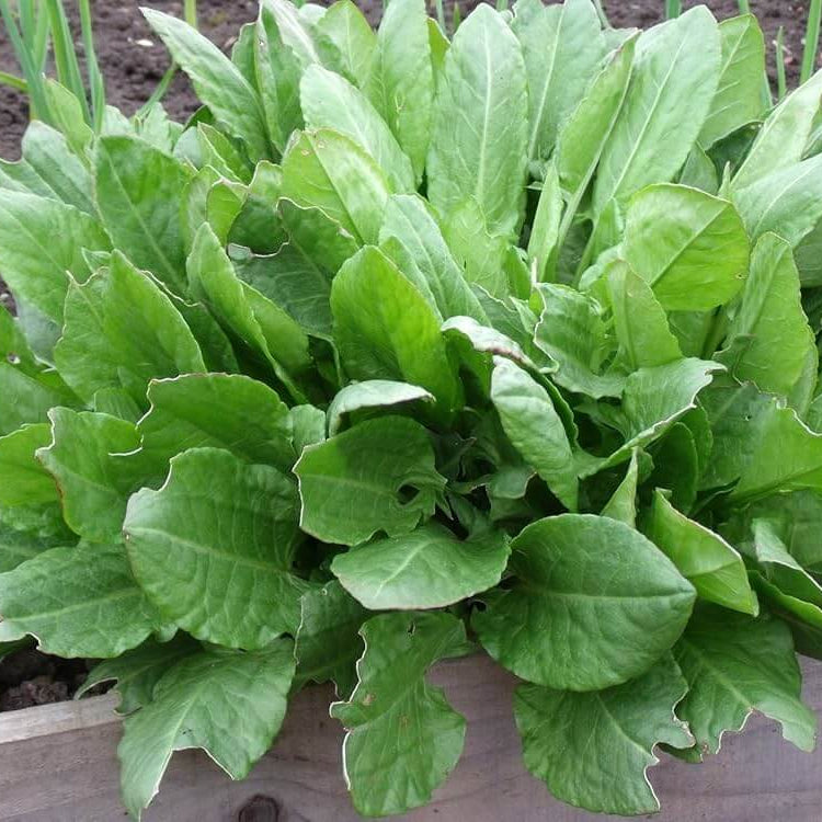 Green Sorrel Seeds - Herbal Plant