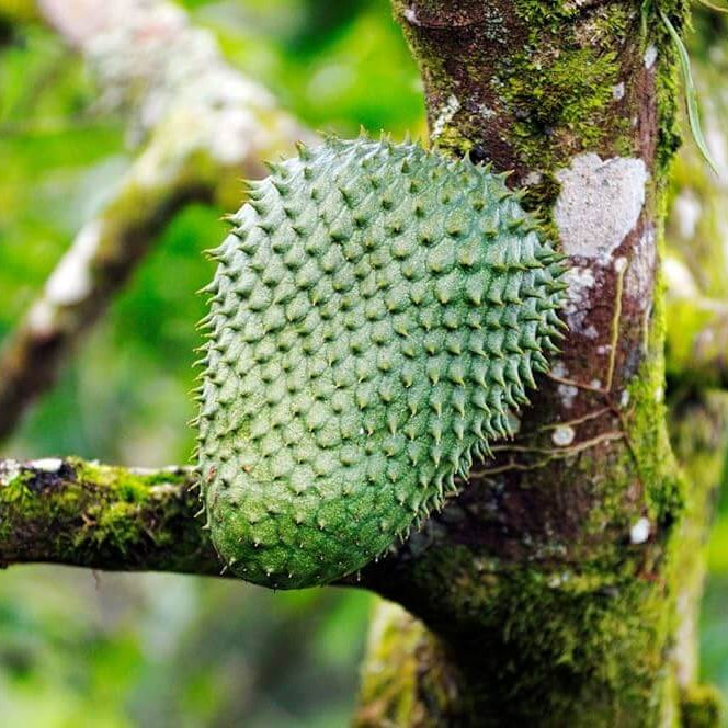 Green Soursop Seeds