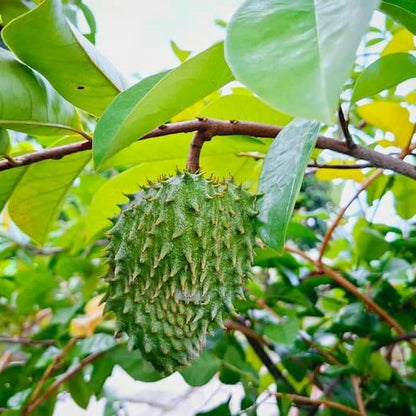 Green Soursop Seeds