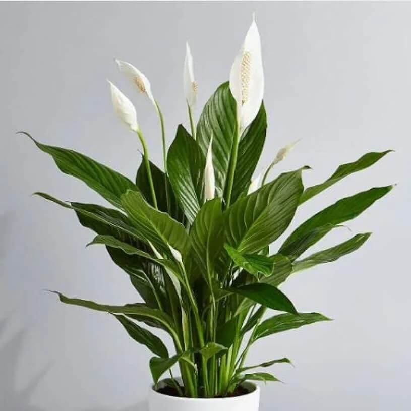 Green Spathiphyllum Seeds