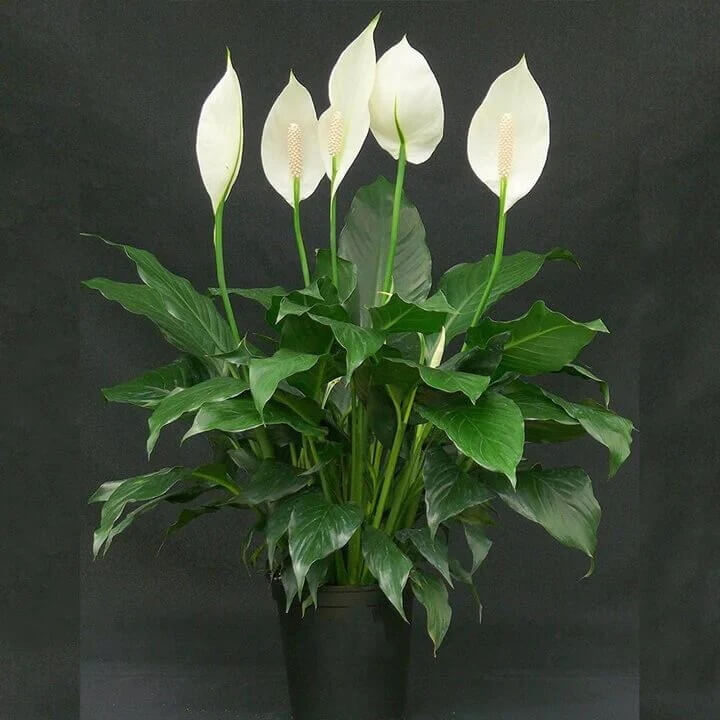 Green Spathiphyllum Seeds