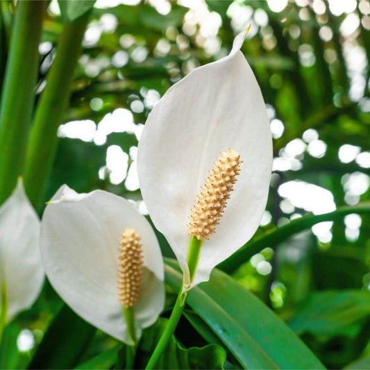 Green Spathiphyllum Seeds