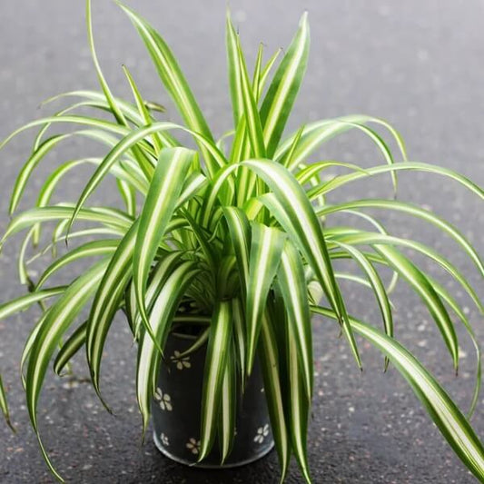 Green Spider Plant seeds - Flower Plant