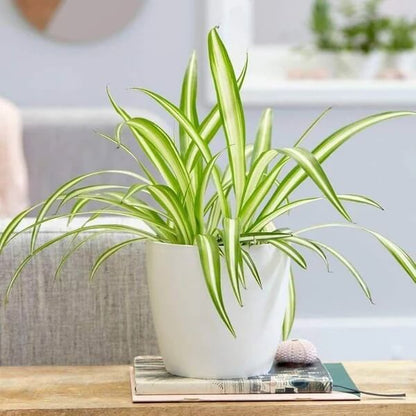 Green Spider Plant seeds - Flower Plant