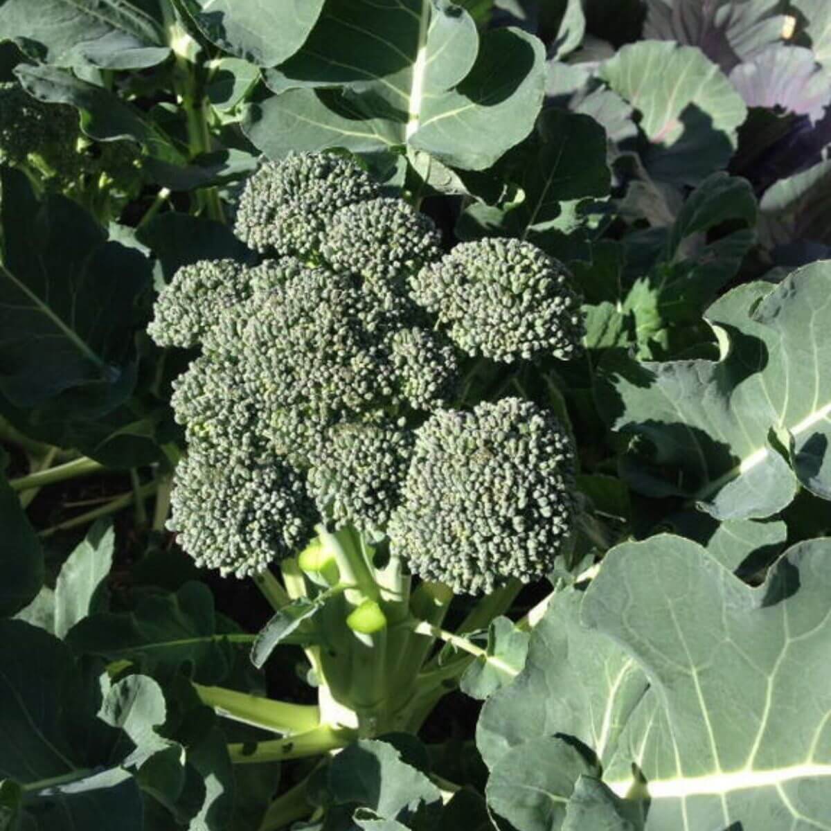Green Sprouting Calabrese Broccoli Seeds 