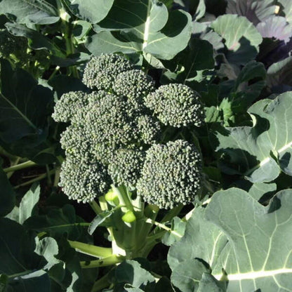 Green Sprouting Calabrese Broccoli Seeds 