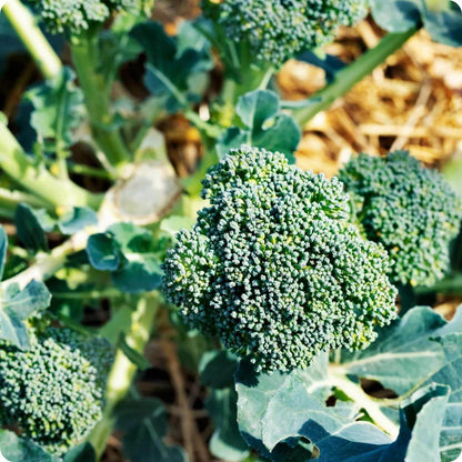 Green Sprouting Calabrese Broccoli Seeds 
