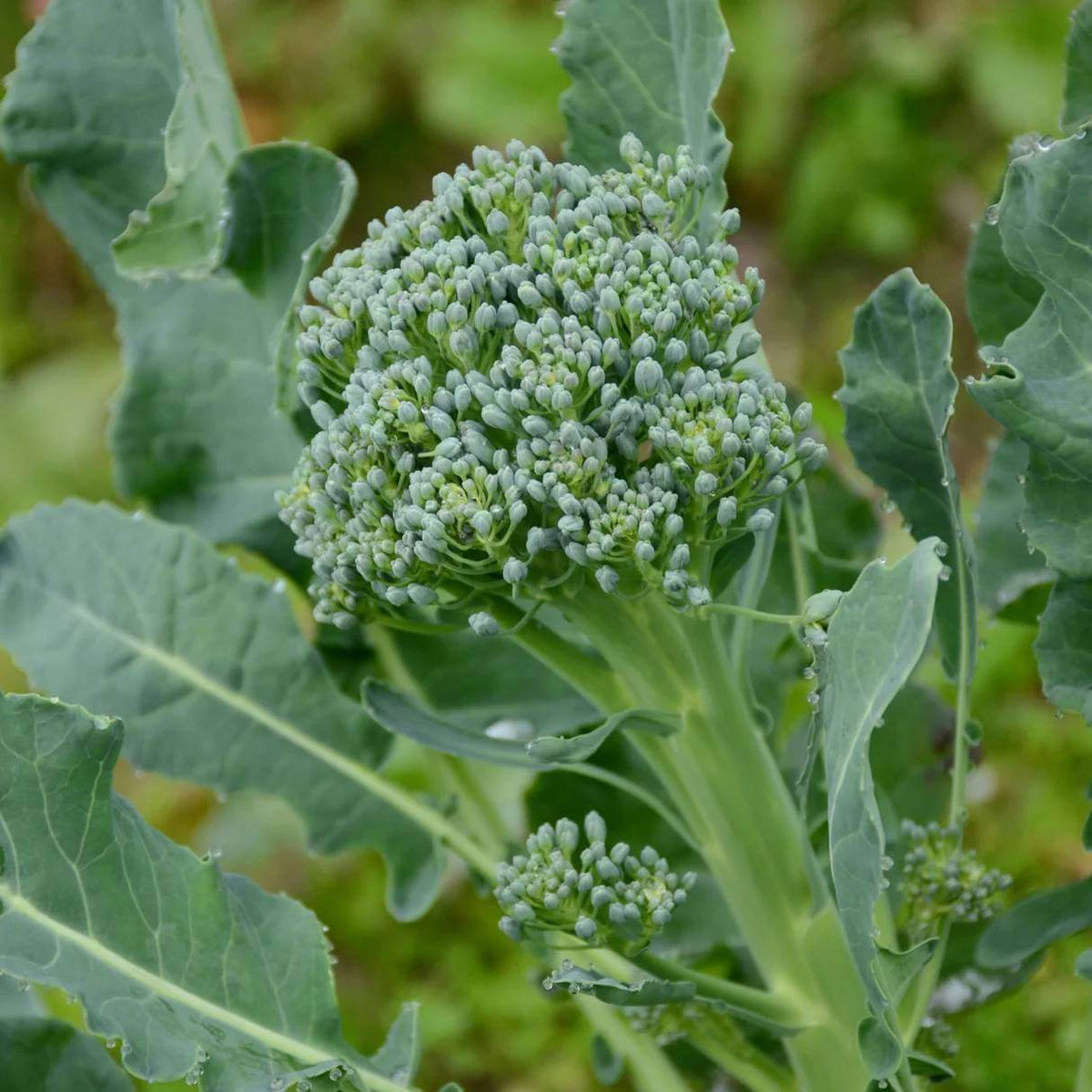 Green Sprouting Calabrese Broccoli Seeds 
