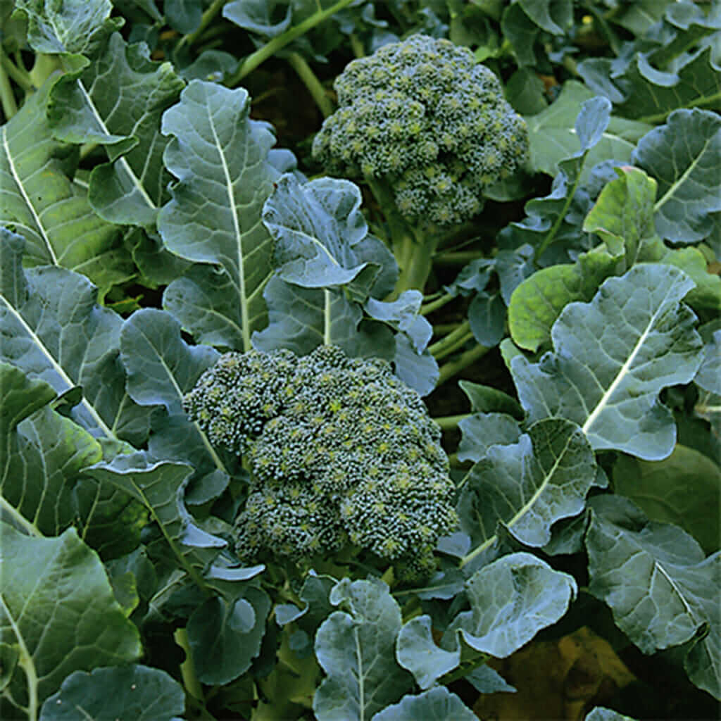 Green Sprouting Calabrese Broccoli Seeds 
