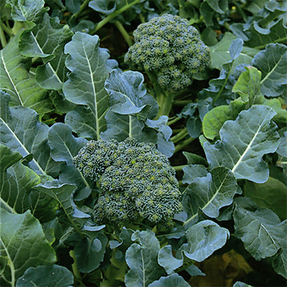 Green Sprouting Calabrese Broccoli Seeds 