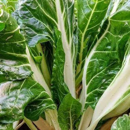 Green Stem Swiss Chard Seeds