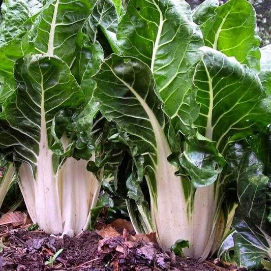 Green Stem Swiss Chard Seeds