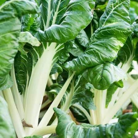 Green Stem Swiss Chard Seeds
